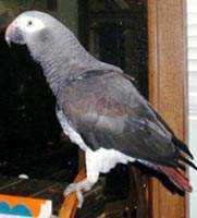 Lost African Grey