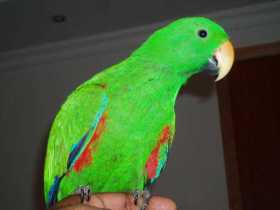 Lost Eclectus