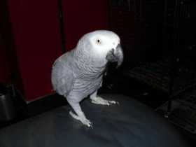 Lost African Grey