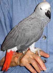 Lost African Grey