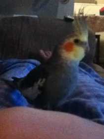 Lost Cockatiel