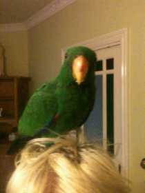 Lost Eclectus