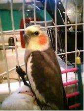 Lost Cockatiel