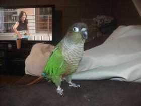 Lost Conure