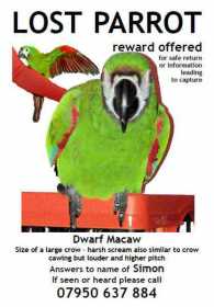 Lost Macaw