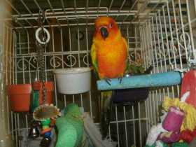 Lost Conure