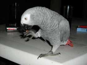 Lost African Grey