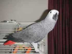 Lost African Grey