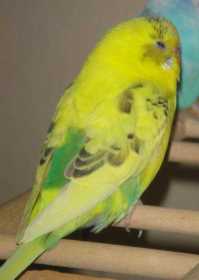 Lost Budgerigar