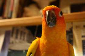 Lost Conure