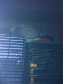 Lost African Grey