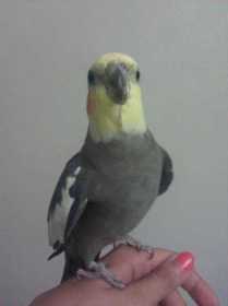 Lost Cockatiel