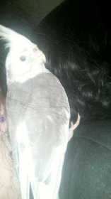 Lost Cockatiel