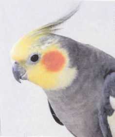 Lost Cockatiel