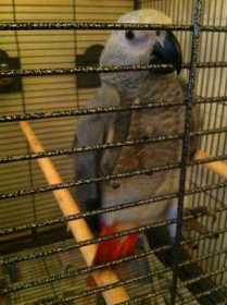 Lost African Grey