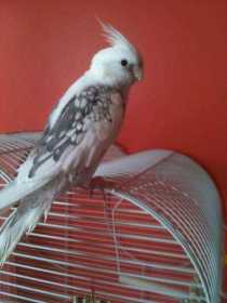 Lost Cockatiel