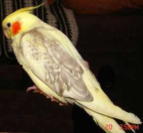 Lost Cockatiel