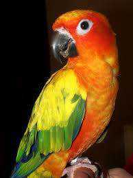 Lost Conure