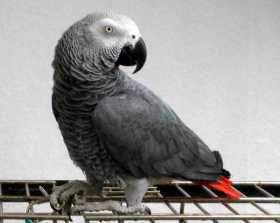 Lost African Grey