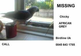 Lost African Grey