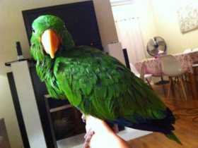 Lost Eclectus