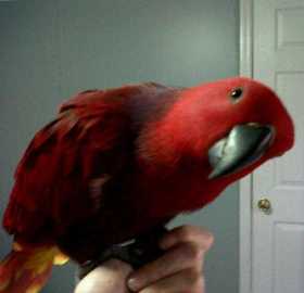 Lost Eclectus