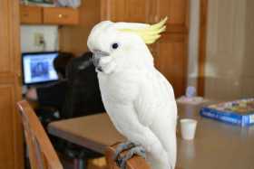 Lost Cockatoo