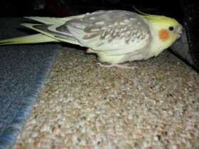 Lost Cockatiel