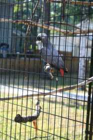 Lost African Grey