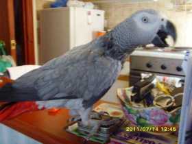 Lost African Grey