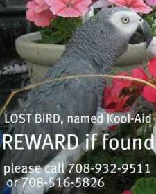 Lost African Grey