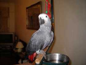 Lost African Grey