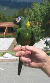 Lost Macaw