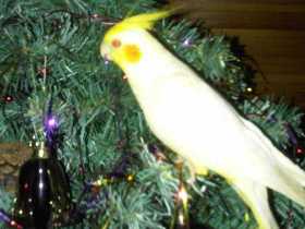 Lost Cockatiel