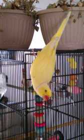 Lost Indian Ringneck Parakeet