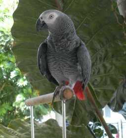 Lost African Grey