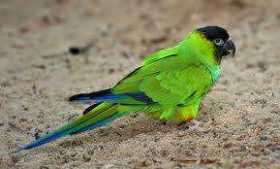 Lost Conure