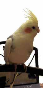 Lost Cockatiel