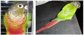 Lost Conure