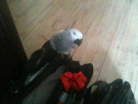 Lost African Grey