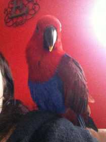 Lost Eclectus