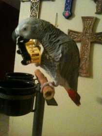 Lost African Grey