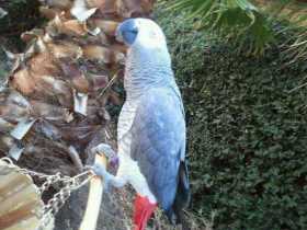 Lost African Grey