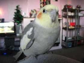 Lost Cockatiel