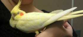 Lost Cockatiel