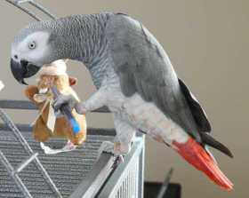 Lost African Grey