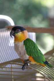 Lost Caique