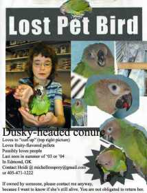 Lost Conure