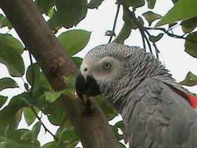 Lost African Grey