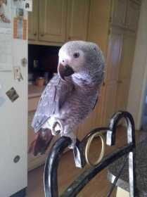 Lost African Grey